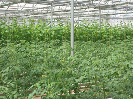 蔬菜型生产温室
