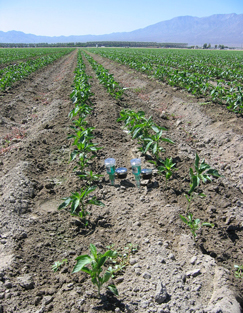 蔬菜用土壤湿度传感器