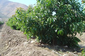 HPN系列防滴漏压力补偿滴灌管应用于蔬菜